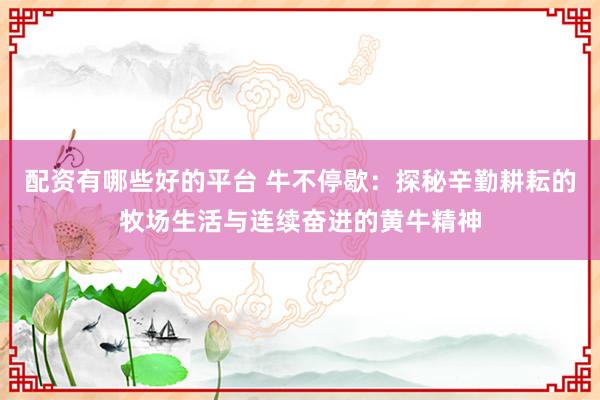 配资有哪些好的平台 牛不停歇：探秘辛勤耕耘的牧场生活与连续奋进的黄牛精神
